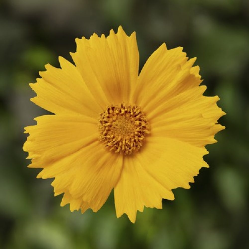 Coreopsis Corey Yellow