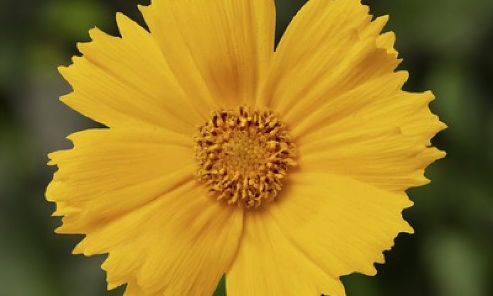Coreopsis Corey Yellow