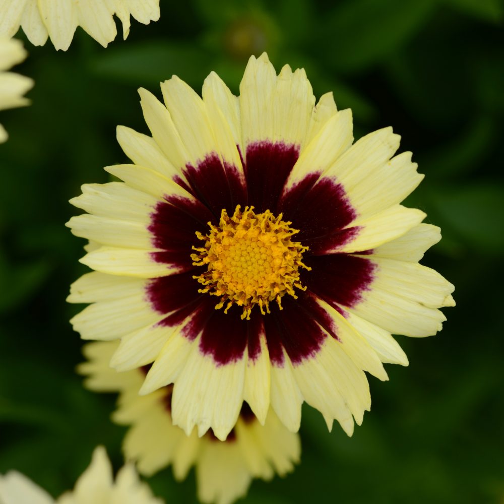 Coreopsis Cream Red