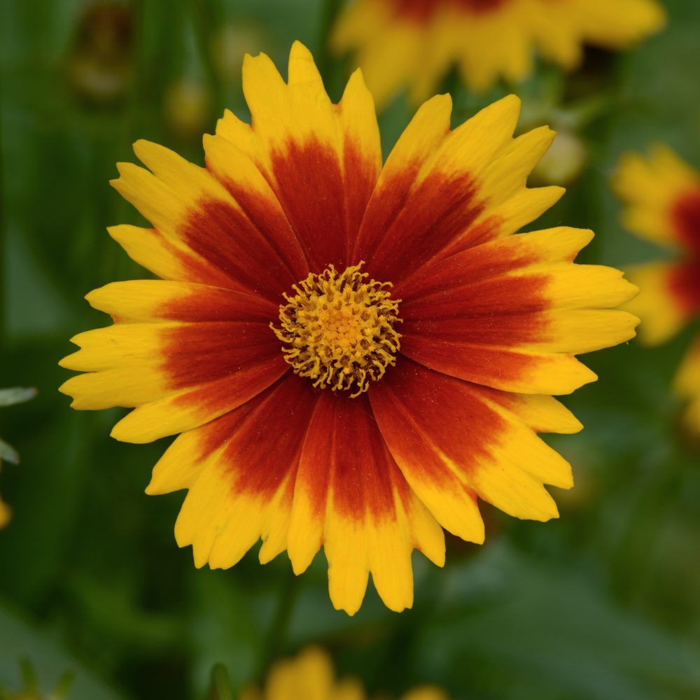 COREOPSIS GOLD BRONZE