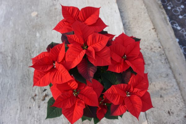 13cm Red Poinsettia