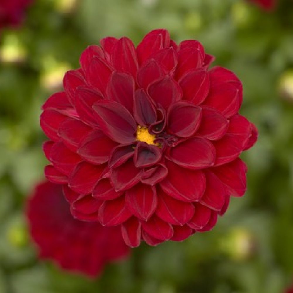 Dahlia Midalio