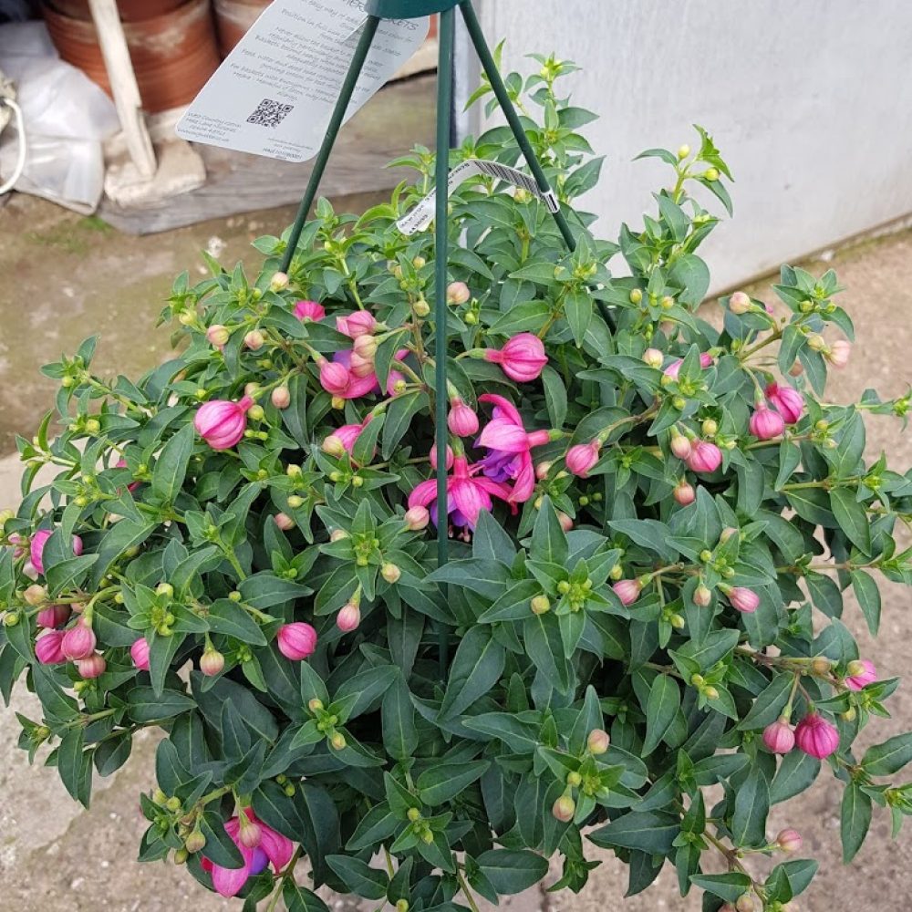 Fuchsia basket