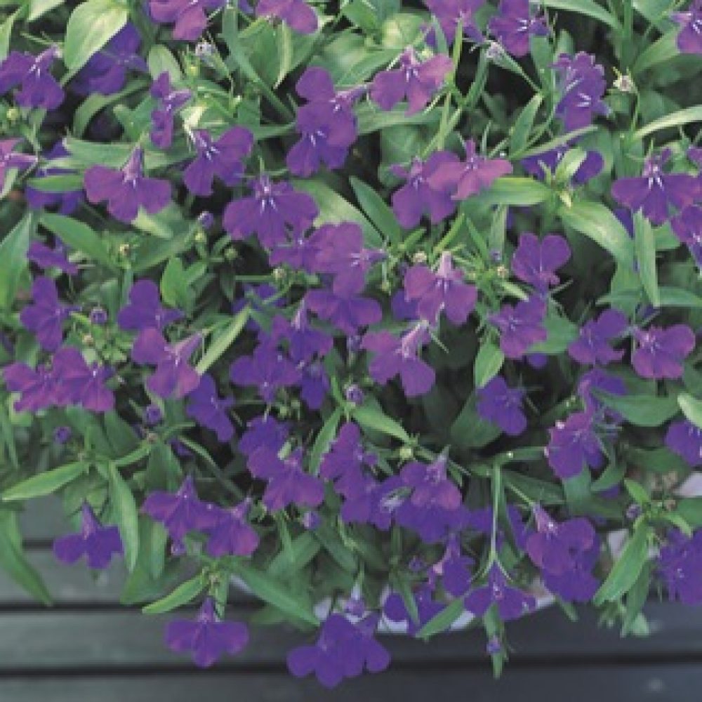 Lobelia Bush Aqua Blue