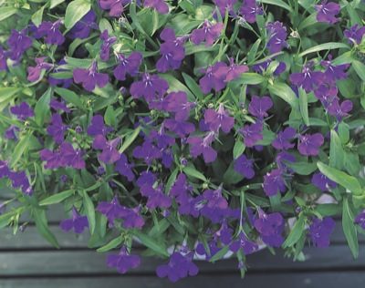 Lobelia Bush Aqua Blue