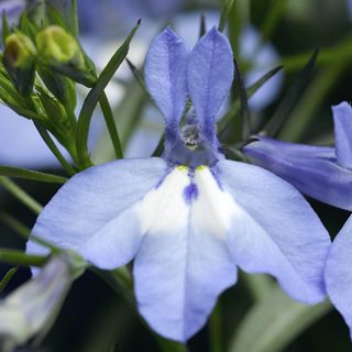 Lobelia Bush Light Blue