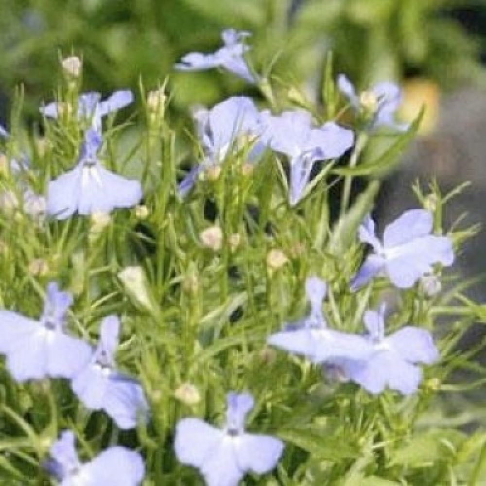 Lobelia Cambridge Blue-