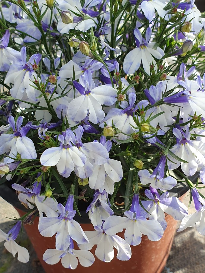 Lobelia Laguna Lobelia Laguna