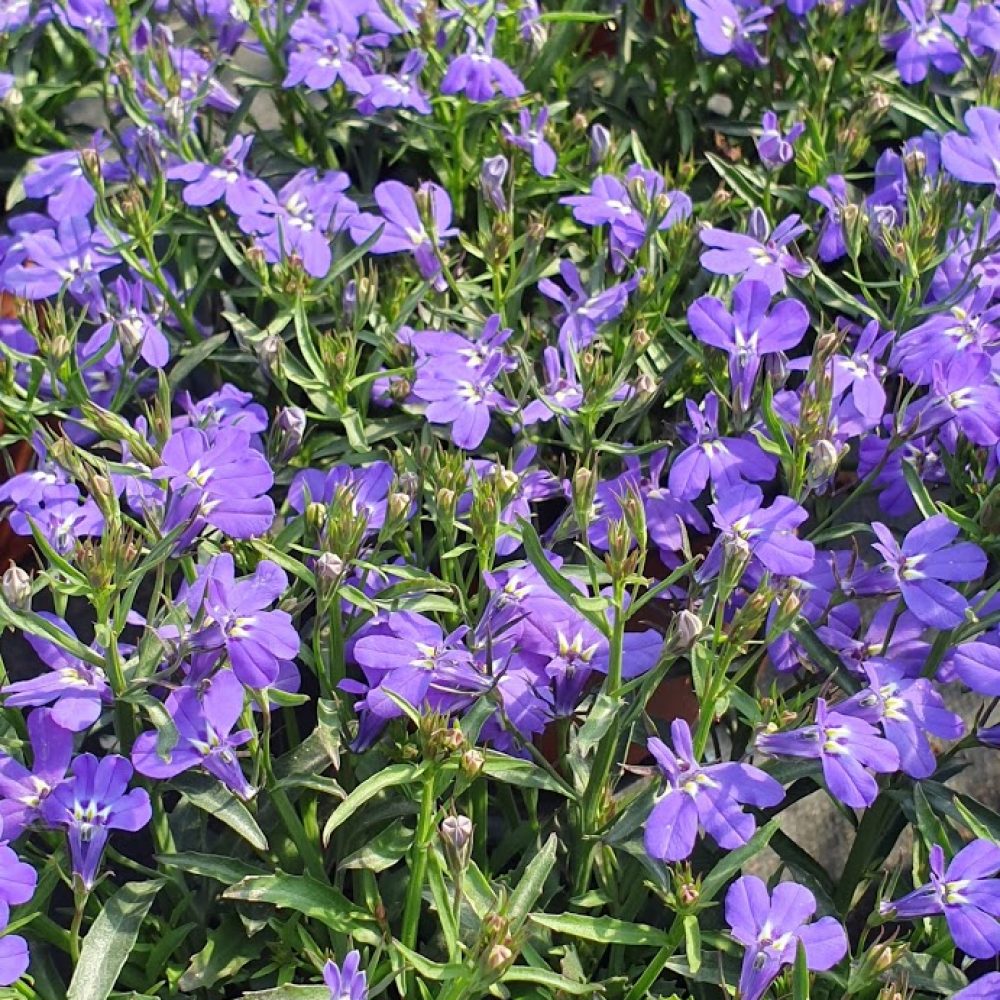 Lobelia Laguna