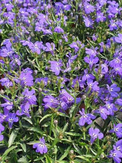 Lobelia Laguna