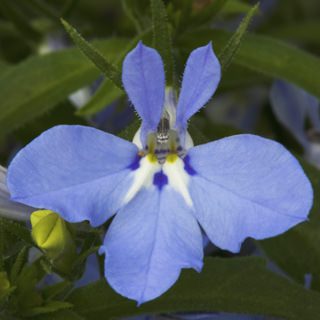 Lobelia Light Blue