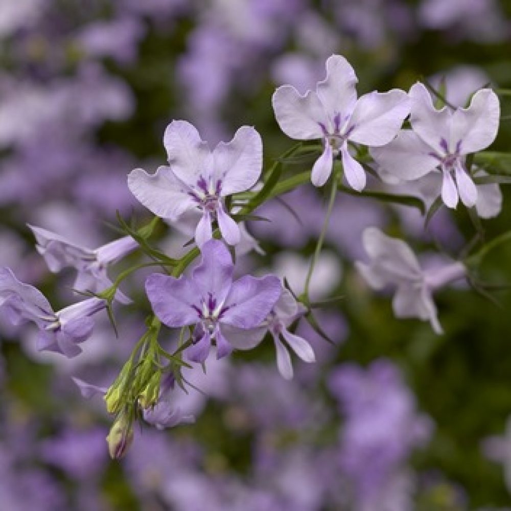 Lobelia Lilac