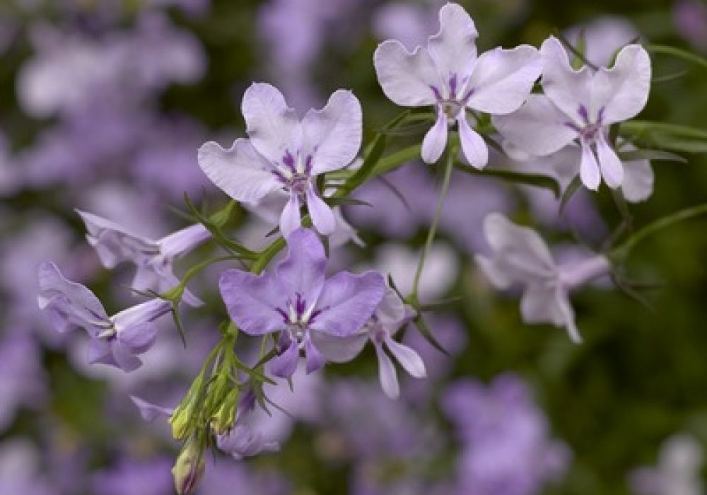 Lobelia Lilac