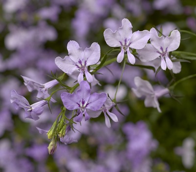 Lobelia Lilac