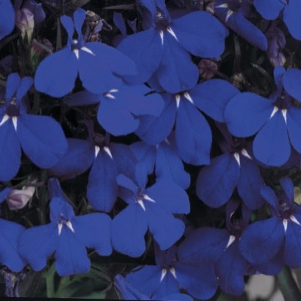 Lobelia Midnight