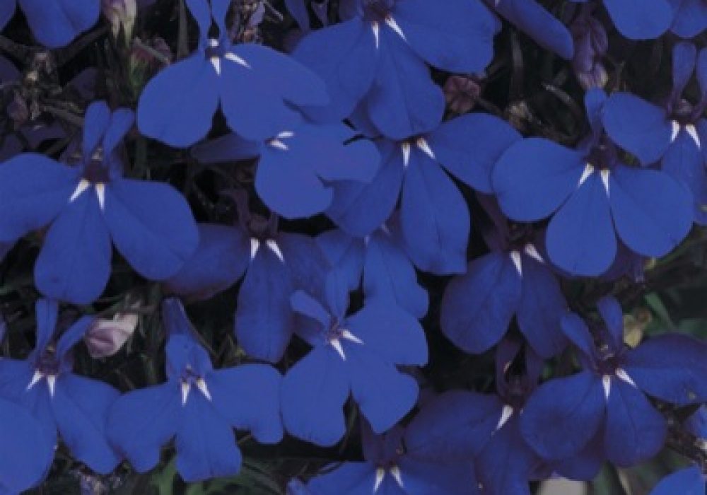 Lobelia Midnight