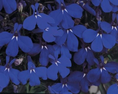 Lobelia Midnight