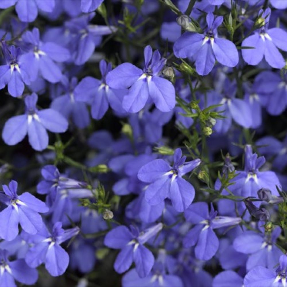 Lobelia Trailing Blue