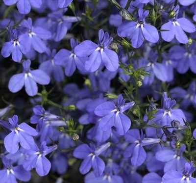 Lobelia Trailing Blue