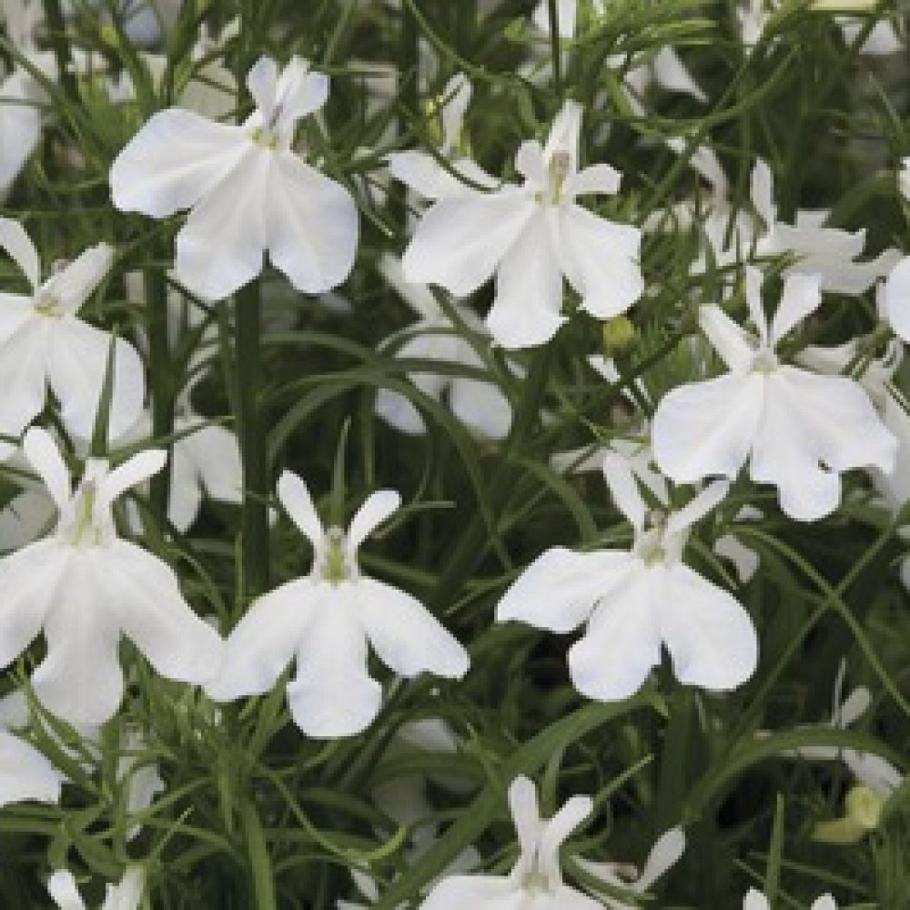 Lobelia Trailing White