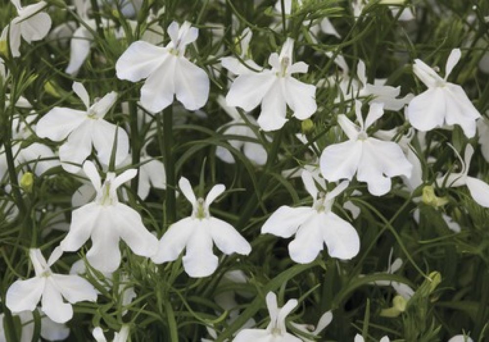 Lobelia Trailing White