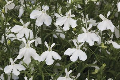 Lobelia Trailing White