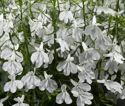 Lobelia bush White