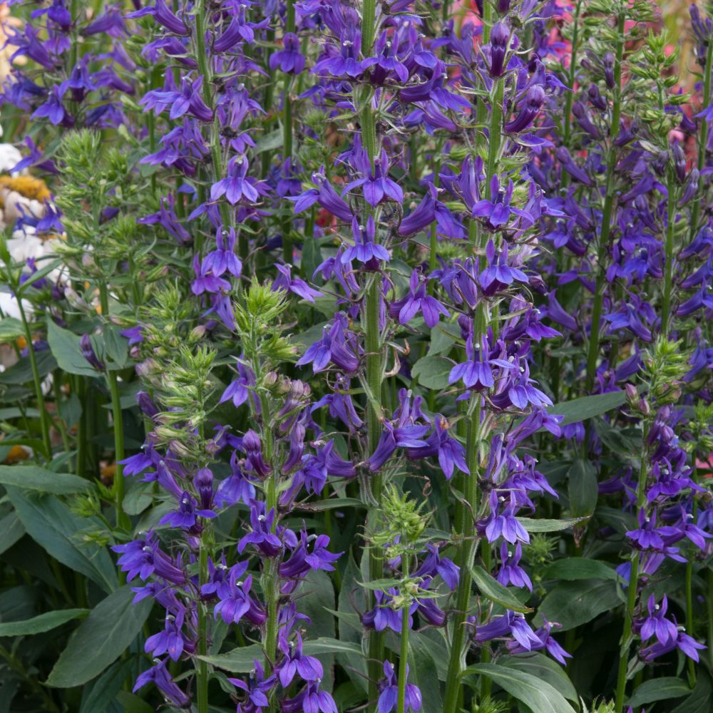 Lobelia Fan Blue