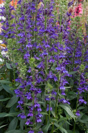 Lobelia Fan Blue