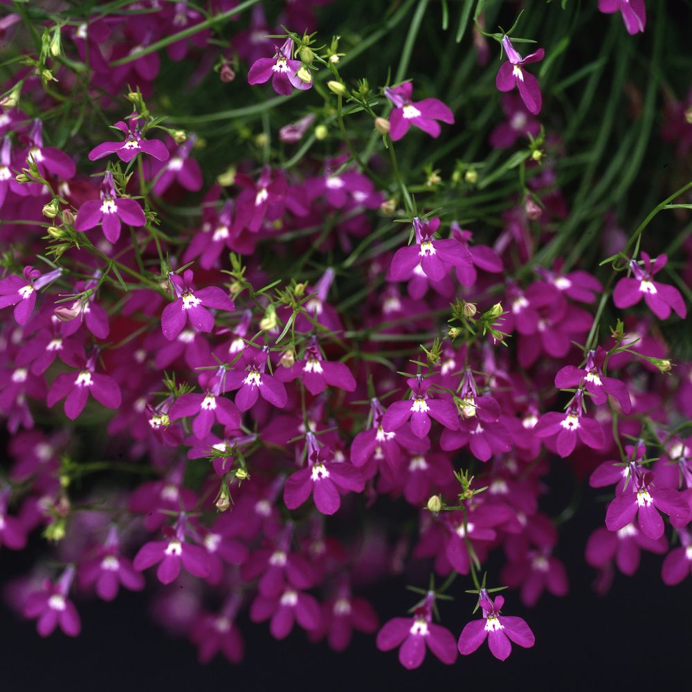 Lobelia Trailing Crimson