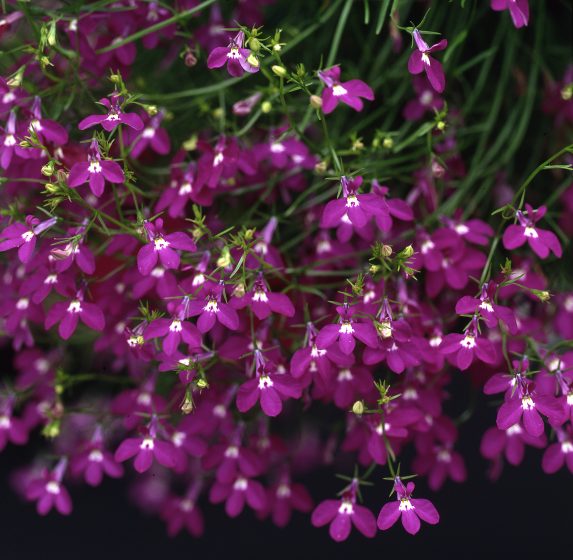 Lobelia Trailing Crimson