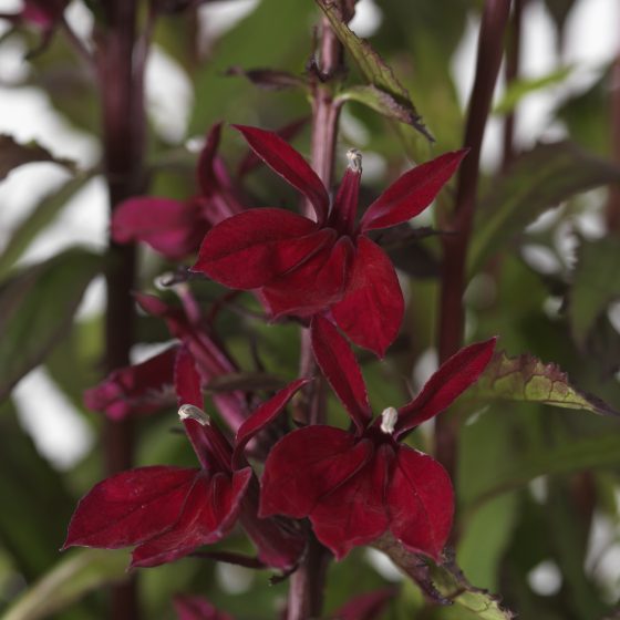 LOBELIA FAN BURGUNDY