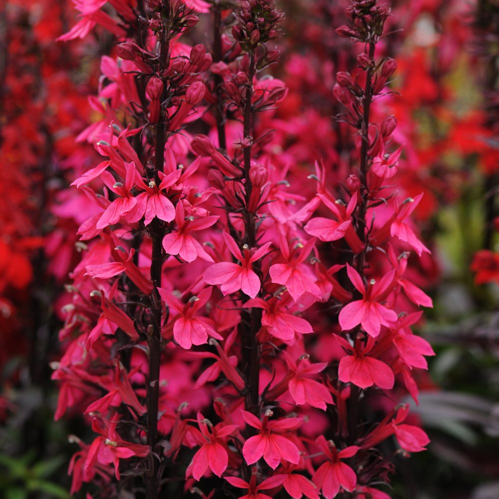 Lobelia Fan Deep Rose