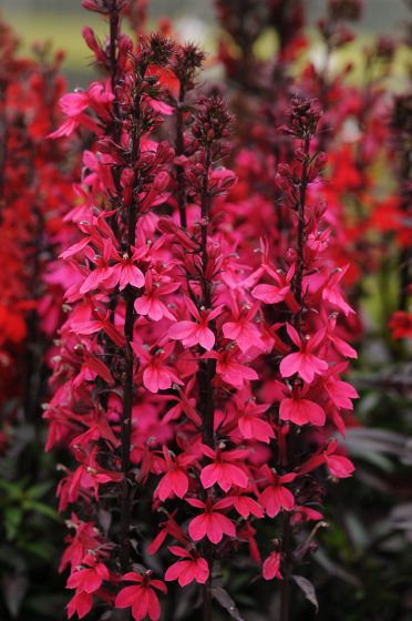 Lobelia Fan Deep Rose