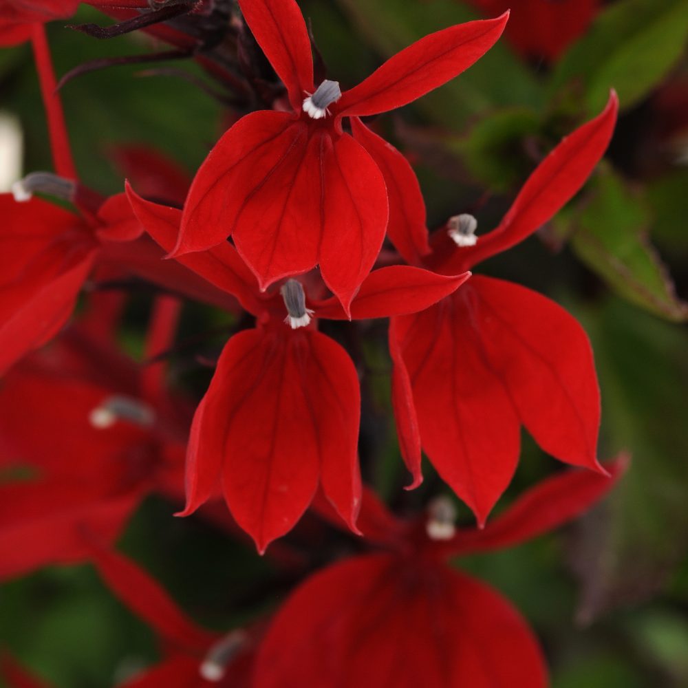 Lobelia Fan Scarlet