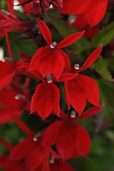 Lobelia Fan Scarlet