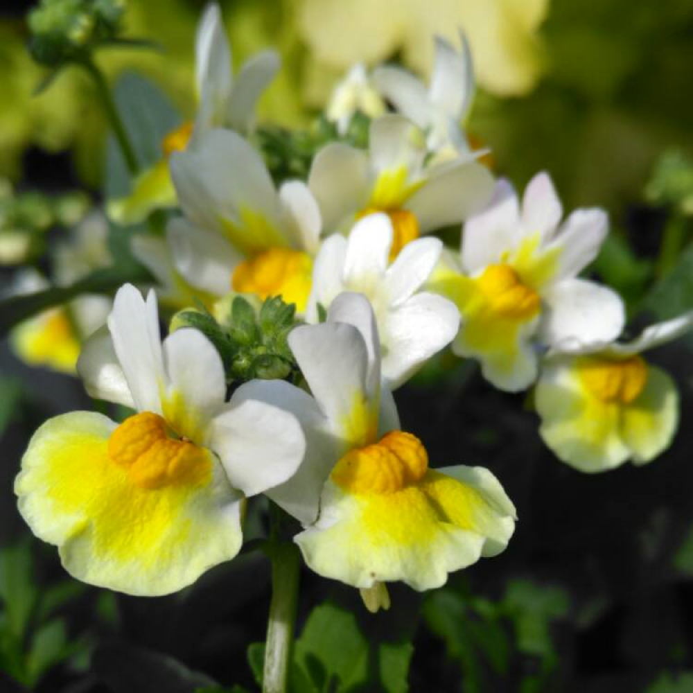 Nemesia Banana Split- 10cm