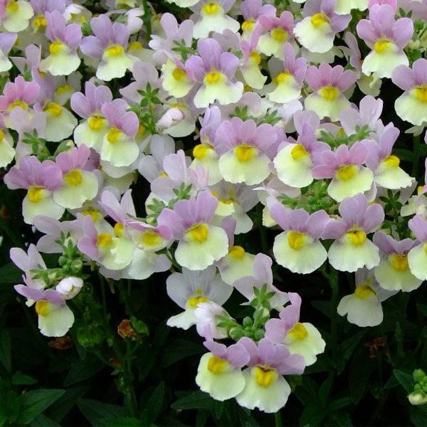 Nemesia Easter Bonnet- 10cm These Delicate rose-pink and cream flowers bloom on top of dark green foliage.Nemesia Easter Bonnet- 10cm These Delicate rose-pink and cream flowers bloom on top of dark green foliage.