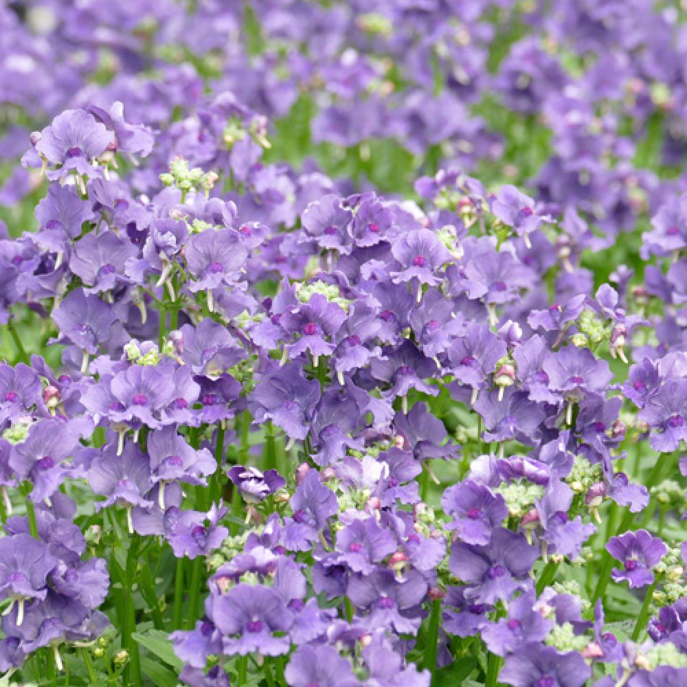 Nemesia Myrtille