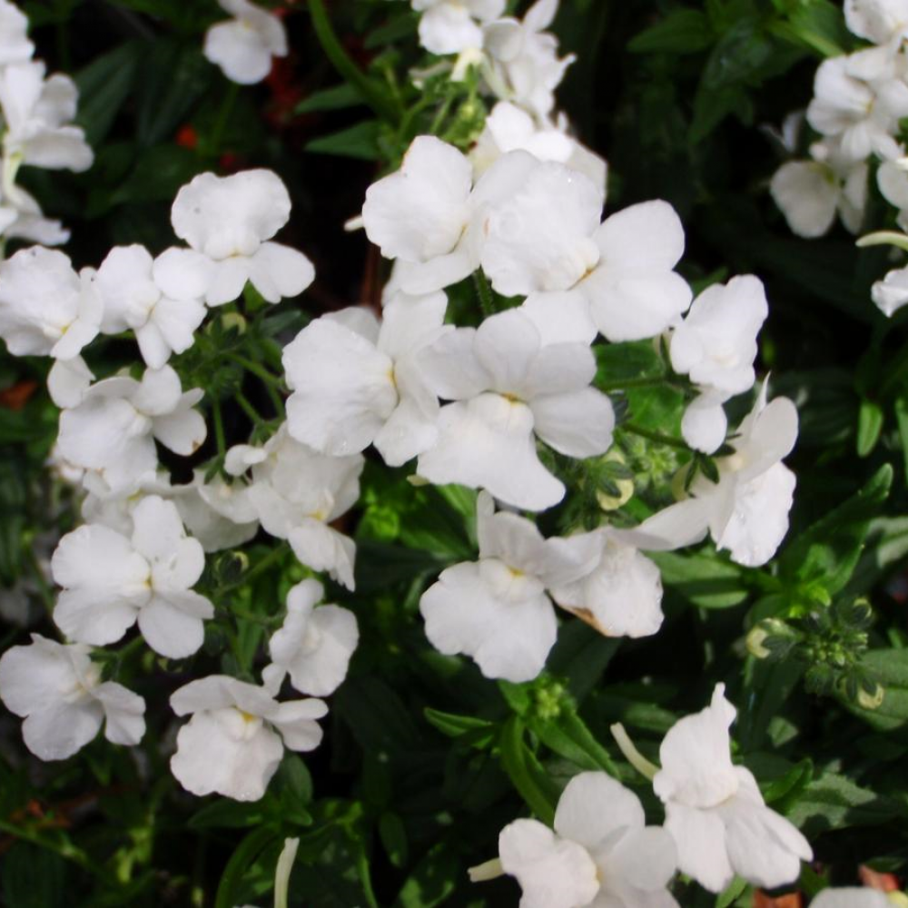 Nemesia White Lagoon- 10cm