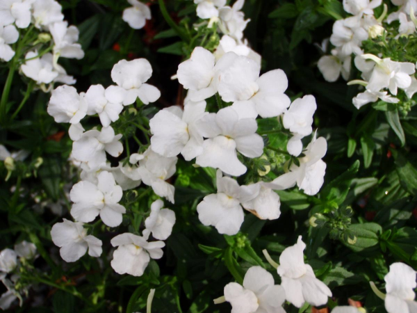 Nemesia White Lagoon- 10cm There pretty white flowers cover dark green foliage