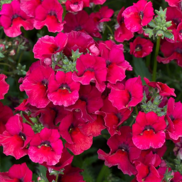 Nemesia burgundy