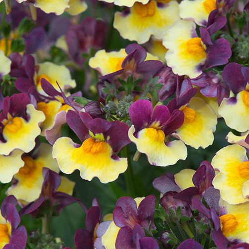 Nemesia rhubard and custard