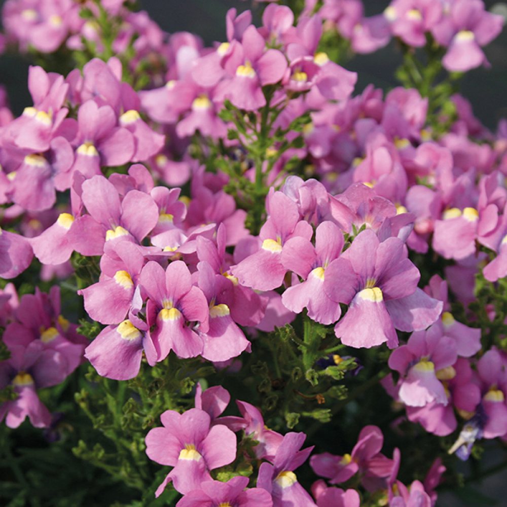 Nemesia rosepink