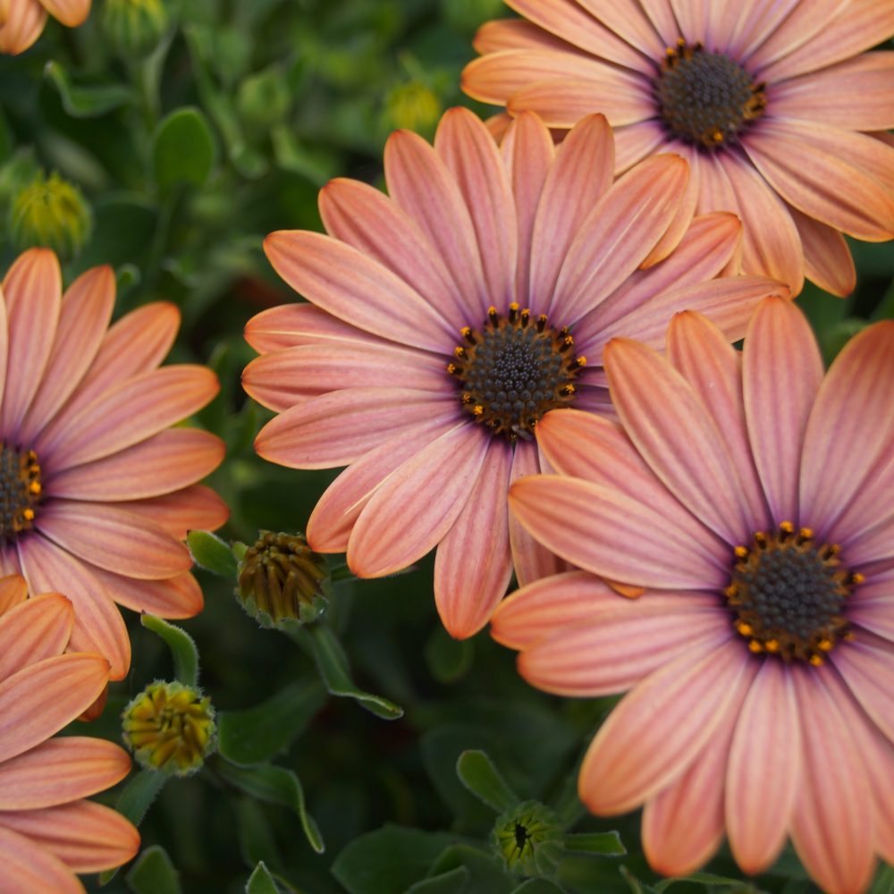 Osteospermums (3)