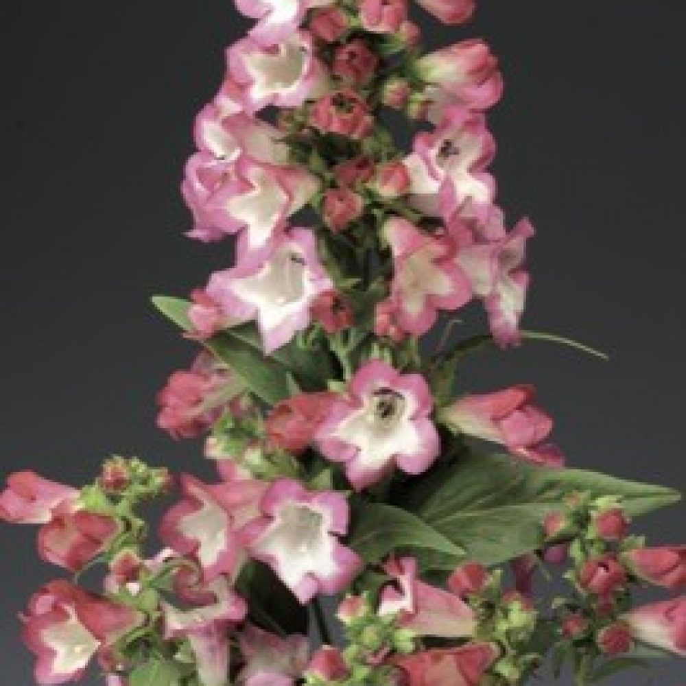 Penstemon Phoenix Pink