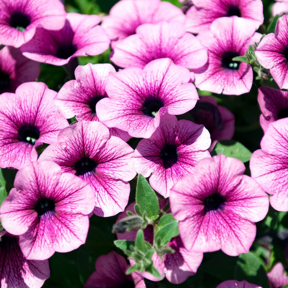 Petunia_Surfinia_Pink_Vein_Bloom_7394