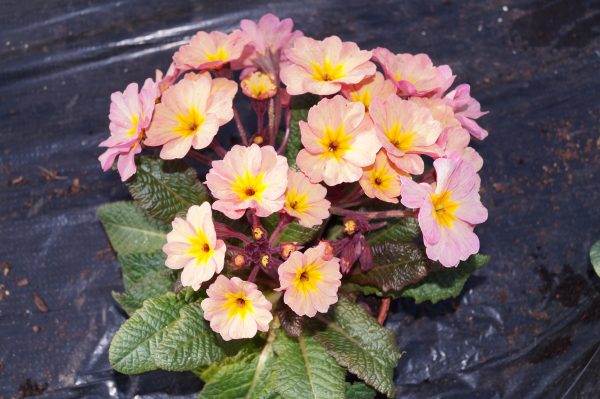 Polyanthus Stella 1