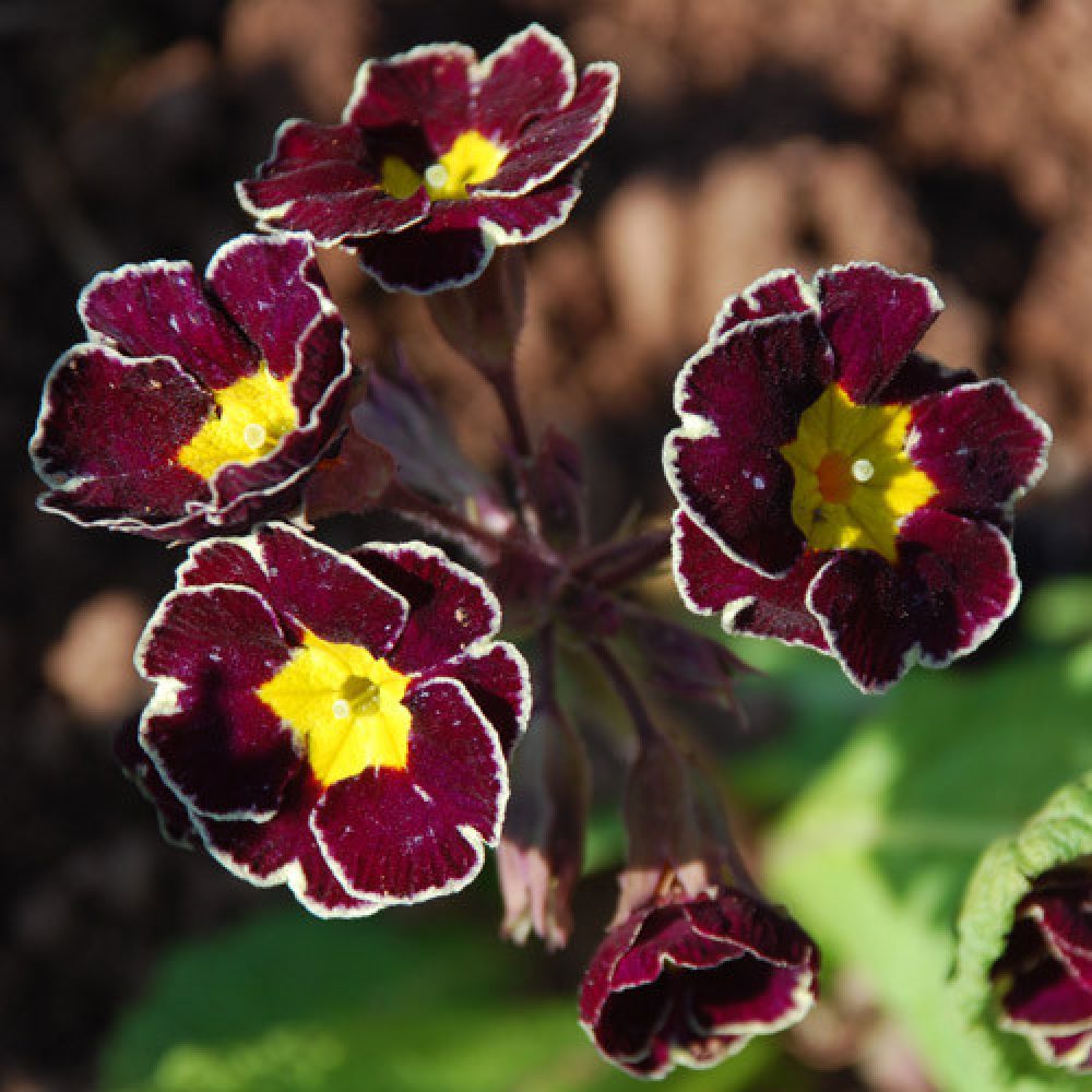 Primula Gold Lace