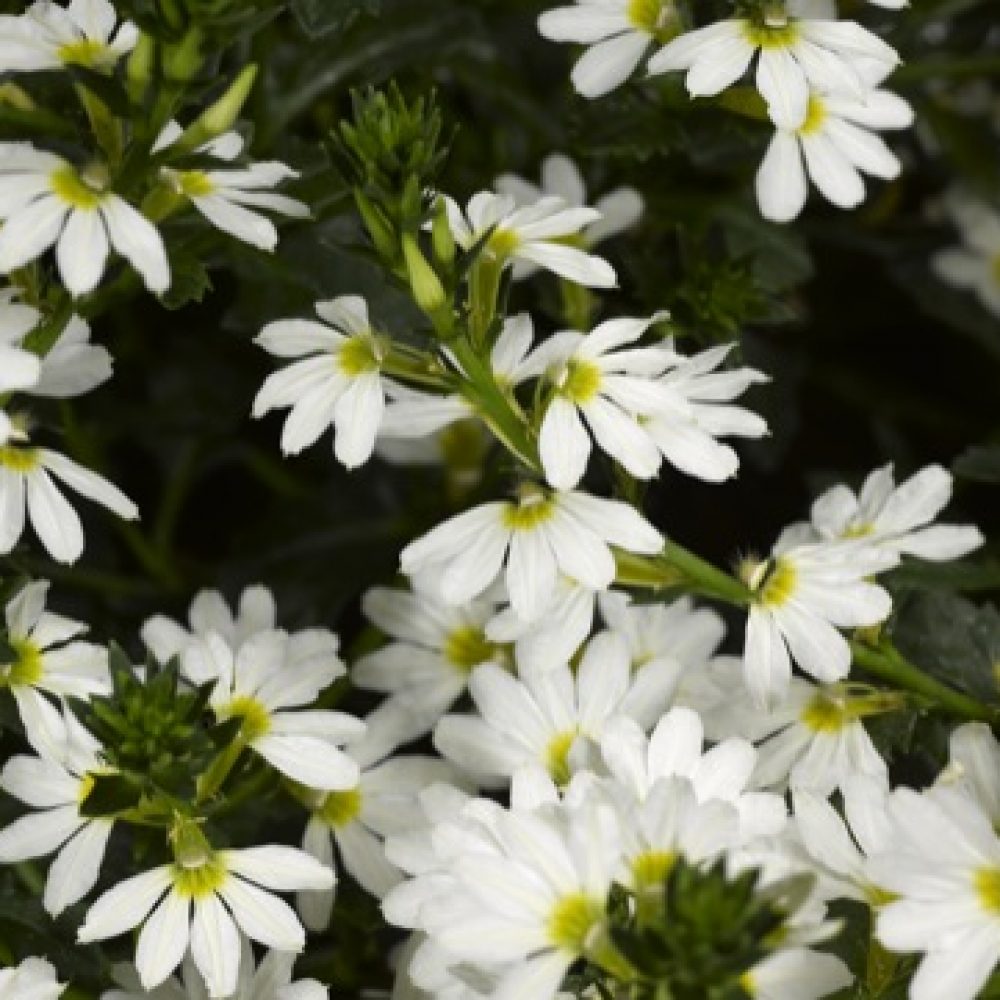 SCAEVOLA WHITE